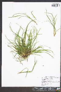 Carex digitalis var. digitalis image