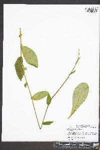 Hieracium scabrum image