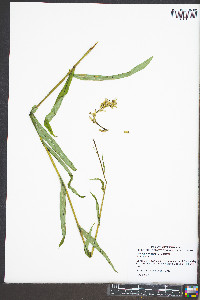 Lactuca floridana image