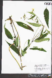 Helianthus microcephalus image