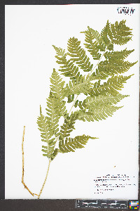 Dryopteris goldieana image
