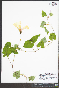 Ipomoea pandurata image