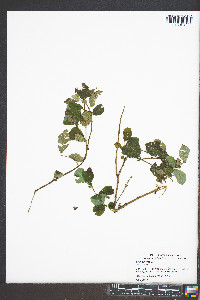 Salix cinerea image