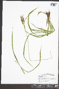 Carex scabrata image