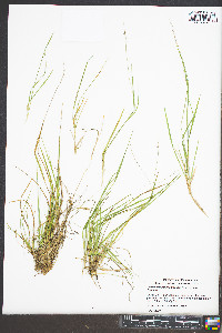 Dichanthelium linearifolium image