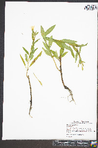 Oenothera parviflora image