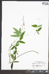 Desmodium paniculatum var. paniculatum image