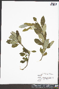 Salix cinerea image