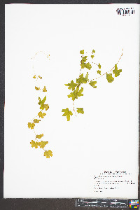 Lygodium palmatum image