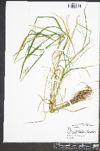 Elymus riparius image