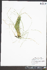 Carex appalachica image