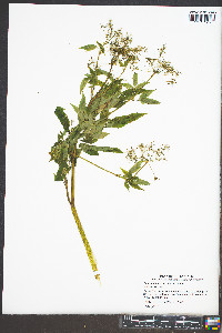 Cicuta maculata var. maculata image
