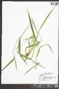 Carex crebriflora image