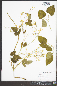 Clematis recta image
