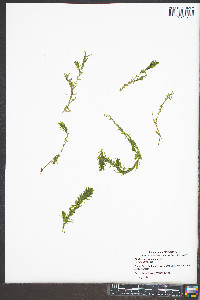 Elodea canadensis image