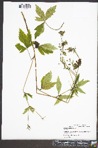 Sanicula trifoliata image