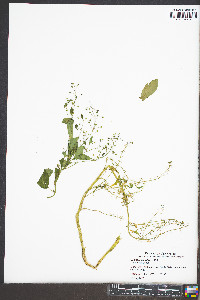 Samolus parviflorus image