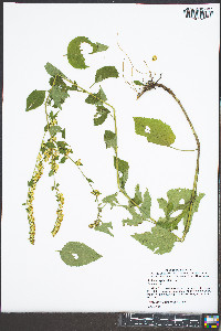 Solidago sphacelata image