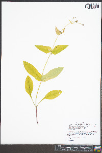 Penstemon canescens image