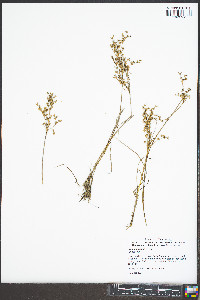 Juncus debilis image
