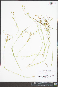 Juncus brachycarpus image