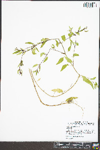 Cuphea viscosissima image