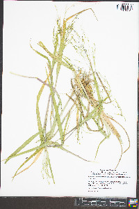 Panicum dichotomiflorum var. dichotomiflorum image