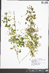 Lespedeza frutescens image