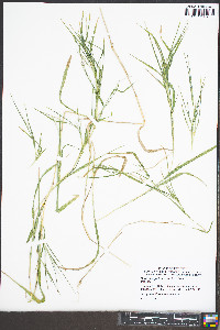 Muhlenbergia frondosa image
