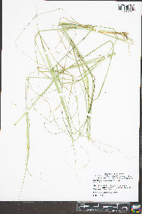 Sporobolus compositus image