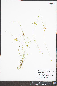 Cyperus flavescens image