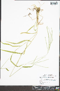 Digitaria ciliaris var. ciliaris image