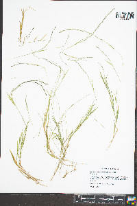 Muhlenbergia schreberi image