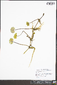 Hydrocotyle sibthorpioides image