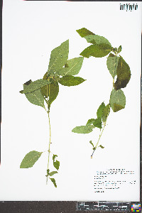 Ruellia strepens image