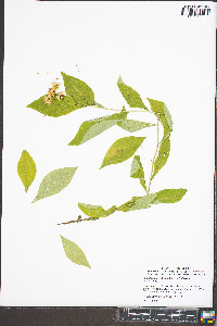 Doellingeria infirma image