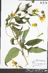 Helianthus tuberosus image