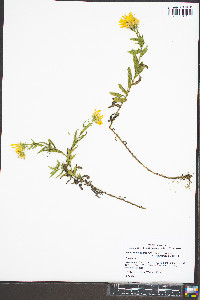 Heterotheca camporum var. glandulissima image