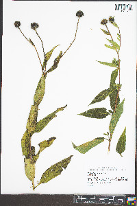 Helianthus hirsutus image