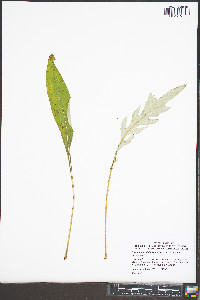 Cirsium carolinianum image