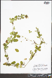 Lespedeza procumbens image