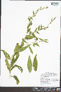 Lithospermum parviflorum image