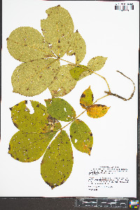 Carya pallida image