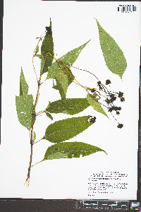 Helianthus microcephalus image