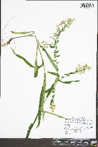 Symphyotrichum laeve var. concinnum image