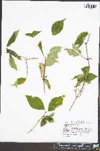 Philadelphus hirsutus image