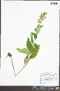Symphyotrichum lowrieanum image