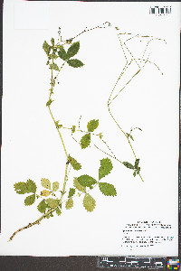 Agrimonia rostellata image