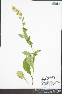 Solidago bicolor image