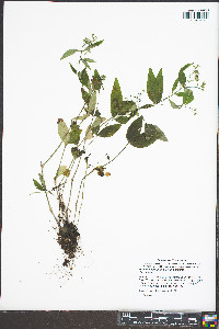 Houstonia purpurea image